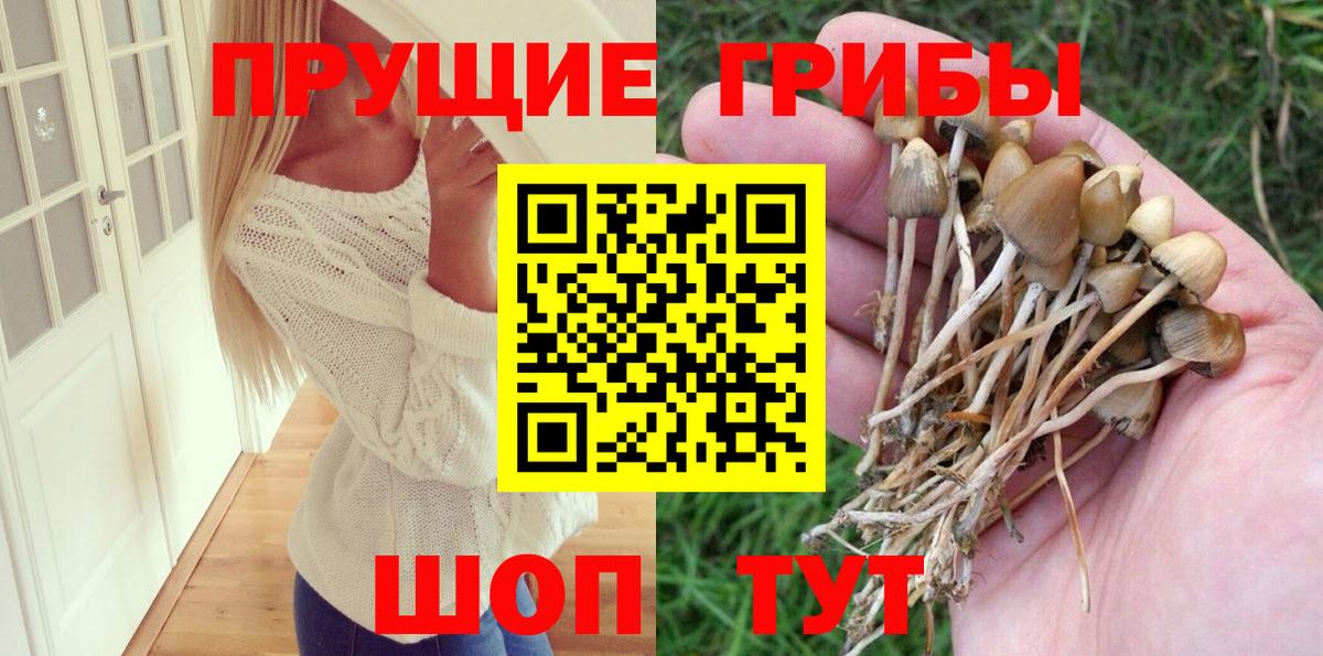 Галлюциногенные грибы Cubensis Ставрополь